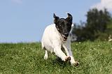 FOX TERRIER POIL LISSE 192